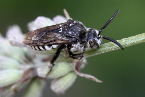 Thyreus ramosus